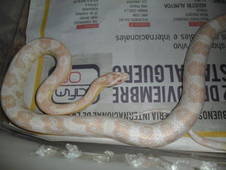 Elaphe Guttata Snow